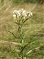 Achillea ptarmica