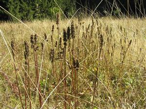 Betonica officinalis