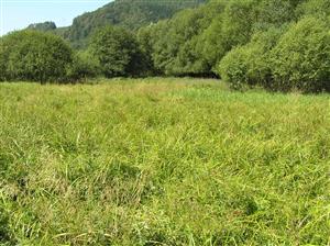 Pohľad na plochu TML s dominujúcou Scirpus sylvatica