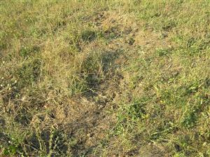 Na niektorých miestach je vegetácia narušená činnosťou diviakov