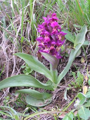 Dactylorhiza sambucina