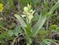 Dactylorhiza sambucina