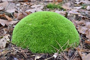 tmp5 s druhom leucobryum glaucum