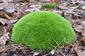 tmp5 s druhom leucobryum glaucum