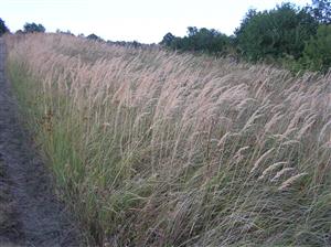 Opustenie pasenia a kosenia vedie k šíreniu smlzu 
