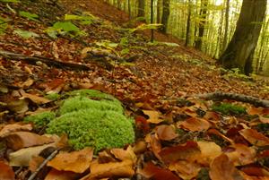 biotop a Leucobryum
