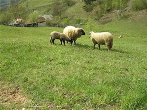 Pohľad na plochu TML