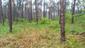 brhlík lesný (obyčajný) (29.4.2023)