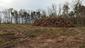 glezg hrubozobý ( obyčajný) (29.4.2023)