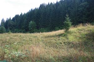 lúka na Lipovom, na pravej strane potoka v smere do Ľubochne, neďaleko senníka, 624 m n.m.
