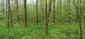 trasochvost biely (3.5.2023)