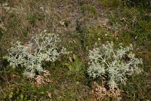 porst s Eryngium campestre 