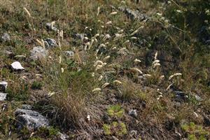 Porast s Melica ciliata