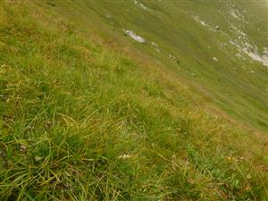 lokalita, porasty s Carex sempervirens