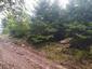 trasochvost biely (18.5.2023)
