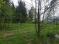Sýkorka veľká ( bielolíca) (18.5.2023)