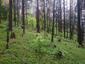 Žltochvost lesný ( hôrny) (18.5.2023)