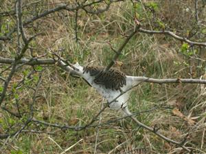 hniezdo húseníc Eriogaster catax na TML_ErioCata_010 Haluzice Hájnica