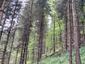 Pinka lesná (13.5.2023)