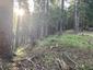 vrchárka modrá (13.5.2023)