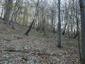 Vrana popolavá (28.4.2023)