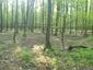 Škovránik stromový (13.5.2023)