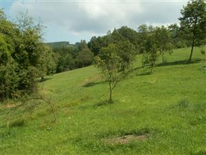 pohľad na TML_ColiMyrm_002 Španie 25.7.2014