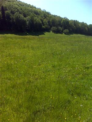 Záber na monitorovaný biotop.