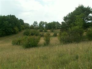 pohľad na TML_ColiMyrm_009 Beckov Skalice 26.7.2014