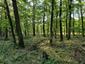 Vrabec poľný (30.4.2023)