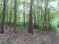 Vrana popolavá (28.4.2023)