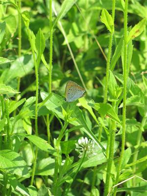 Imago