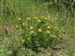 živná rastlina Colias myrmidone  na TML_ColiMyrm_011Čachtice 25.5.2014