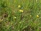živná rastlina Colias myrmidone  na TML_ColiMyrm_011 Čachtice 8.6.2014