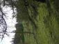 trasochvost biely (6.5.2023)