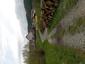 trasochvost biely (26.4.2023)