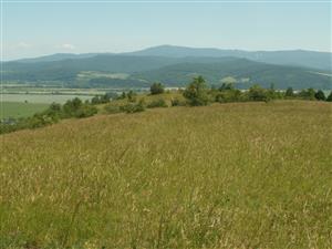 pohľad na TML_ColiMyrm_008 Haluzice 8.6.2014