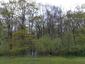 Kukučka obyčajná (jarabá) (26.4.2023)