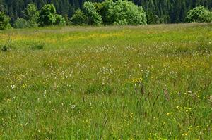 Pohľad na stredovú čast slatiny