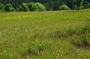 Detailnejší pohľad na stedovú časť slatiny
