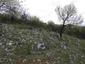 trasochvost biely (20.4.2023)