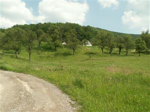 pohľad na TML_ColiMyrm_006 Nová Bošáca 31.5.2014