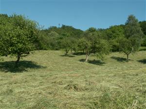 pohľad na TML_ColiMyrm_006 Nová Bošáca 7.6.2014
