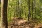 Orešnica perlavá (25.5.2023)