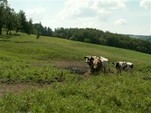 pohľad na TML_ColiMyrm_006 Nová Bošáca 26.7.2014