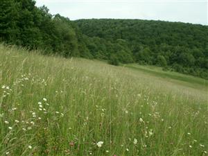 pohľad na TML_ColiMyrm_005 Zbehová 7.6.2014