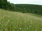 pohľad na TML_ColiMyrm_005 Zbehová 7.6.2014