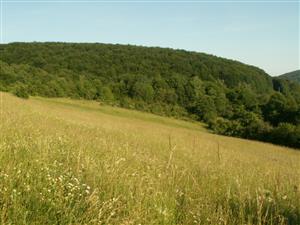 pohľad na TML_ColiMyrm_005 Zbehová 8.6.2014