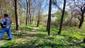 Vrana popolavá (24.5.2023)