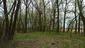 Kukučka obyčajná (jarabá) (22.5.2023)